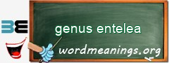 WordMeaning blackboard for genus entelea